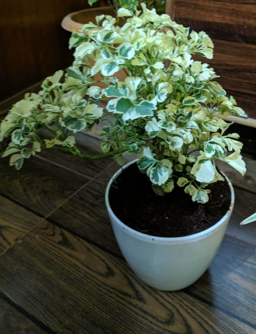 Plants & Planters